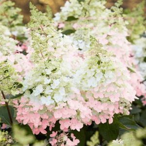 Hydrangea paniculata Candlelight 9 cm p
