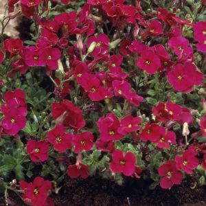 Aubrieta 'Cascade Red' 13cm pot