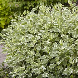 Cornus alba Elegantissima Kornoelje
