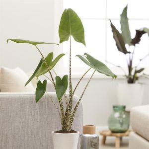 Alocasia Zebrina