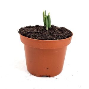 Galanthus nivalis 9 cm pot