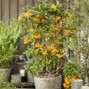 Pyracantha coccinea Sonny Star 9 cm x 5