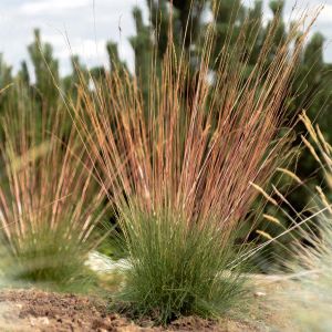 Festuca glauca Sunrise