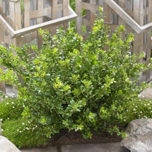 Ilex Crenata Glory Jem