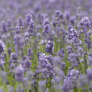 Lavender angustifolia Essence Purple 14cm