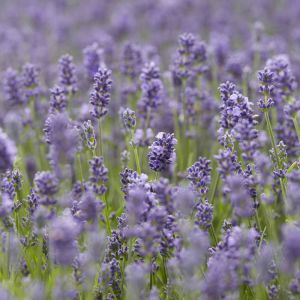 Lavender angustifolia Essence Purple 14cm