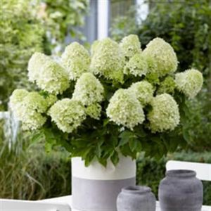 Hydrangea paniculata Little Spoky 9 cm pot