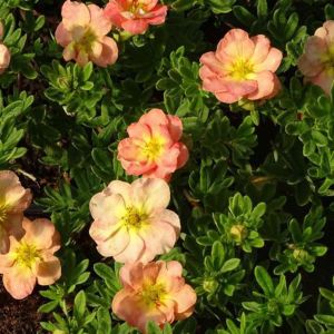 Potentilla fruticosa Bella Apple 9 cm pot