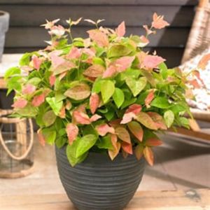 Vaccinium Flamingo 9 cm