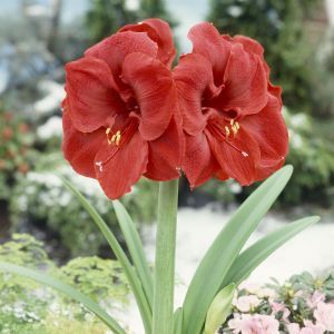 Hippeastrum Liberty