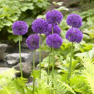 Allium Purple Sensation 9 cm pot