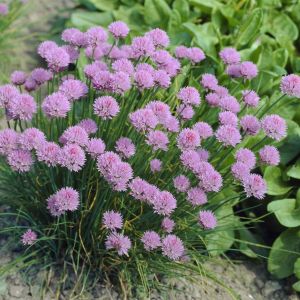 Allium Schoenoprasum 9 cm pot