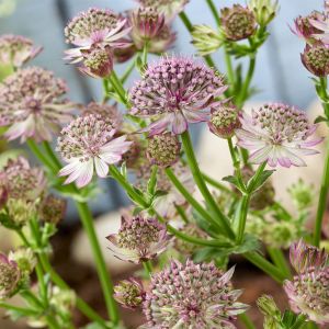 Astrantia major Roma  (Zeeuws Knoopje) 9 cm pot