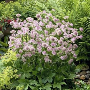 Astrantia major Buckland  (Zeeuws Knoopje) 9 cm pot