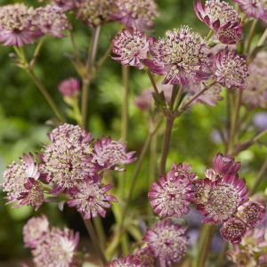 Astrantia major Star of Beauty  (Zeeuws Knoopje) 9 cm pot