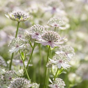 Astrantia major Florence  (Zeeuws Knoopje) 9 cm pot