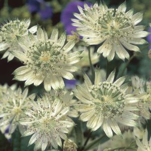 Astrantia major Snow Star (Zeeuws Knoopje) 9 cm pot