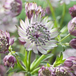 Astrantia major Super Star (Zeeuws Knoopje) 9 cm pot