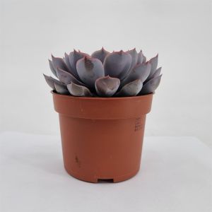 Echeveria Orion 10.5 cm pot