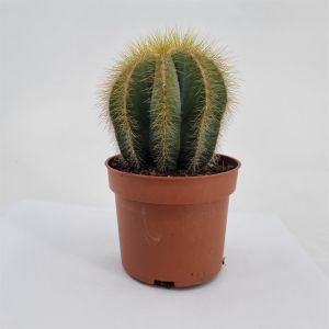 Notocactus magnificus 10.5 cm pot