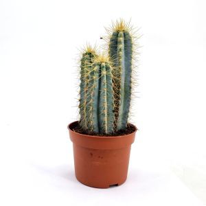 Cactus Pilosocereus azureus 10.5 cm pot