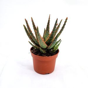 Aloe zebrina Dannyz 10.5 cm pot