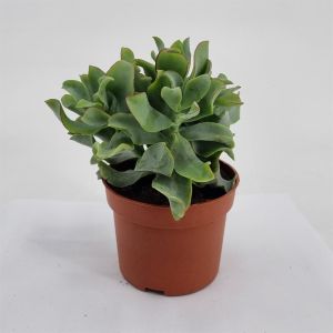 Crasula arborescens  10