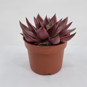 Echeveria antaris 10.5 cm pot