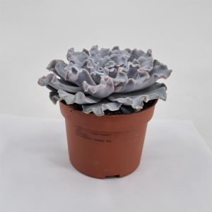Echeveria crispy beauty 10.5 cm pot