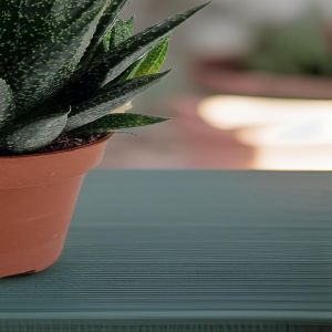 Gasteria d'due 10.5cm pot