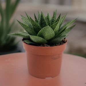 Gasteria d'tiga 10.5cm pot