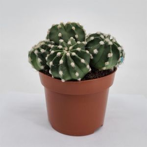 Echinopsis multiplex 12 cm pot
