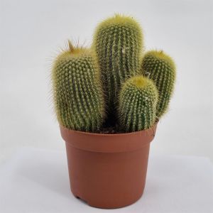 Eriocactus leninghausii 12 cm pot