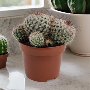 Mammillaria Bombycina 12 cm pot