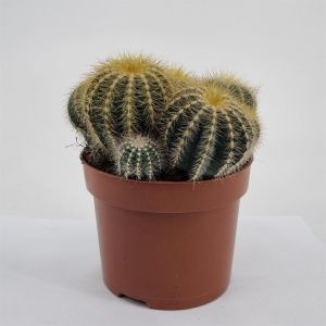 Notocactus magnificus 12 cm pot