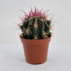 Ferocactus stainesii 8.5 cm pot