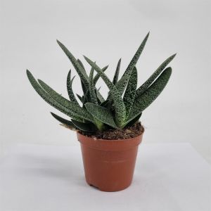 Gasteria Verrucosa 8.5cm pot