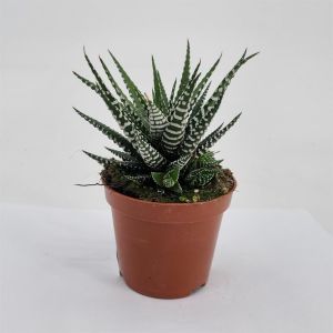 Haworthia fasciata big band 8.5 cm pot