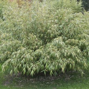 Fargesia robusta Pingwu
