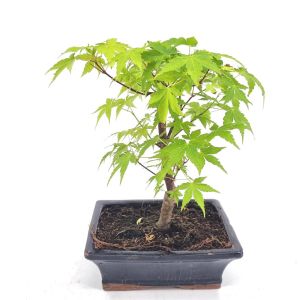 Bonsai Palmatum Green