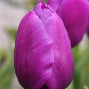 Tulipa triumph Purple Flag