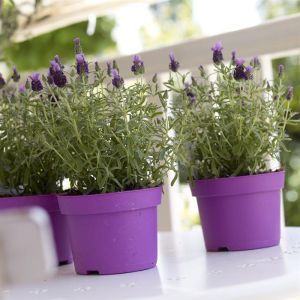 Lavender stoechas little bee purple 17 cm pot