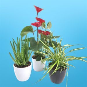 Luchtzuiverende planten collectie Aloe Vera