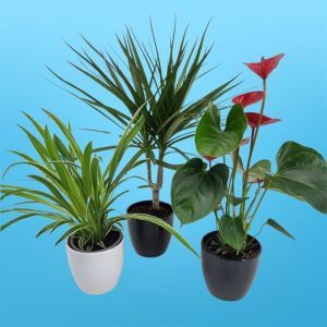 Luchtzuiverende planten collectie Anthurium