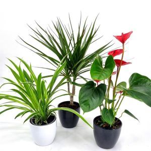 Luchtzuiverende planten collectie Anthurium