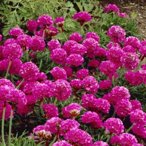 Armeria maritima Dusseldorfer Stolz