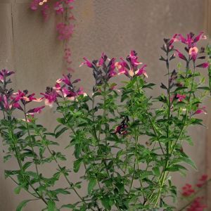 Salvia greiggii Mirage tweekleurig 15 cm