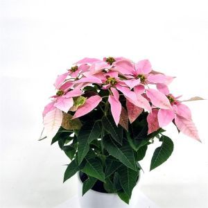 Euphorbia princetta light Pink 12 cm pot