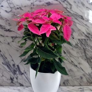 Poinsettia Pink