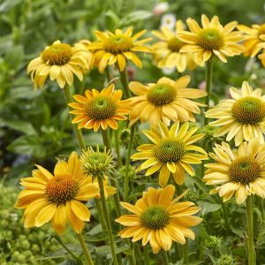 Echinacea purpurea Mellow Yellow 9 cm pot